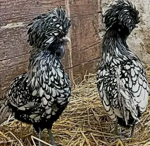 Silver Laced Polish Chicken Fertilized Eggs for Hatching