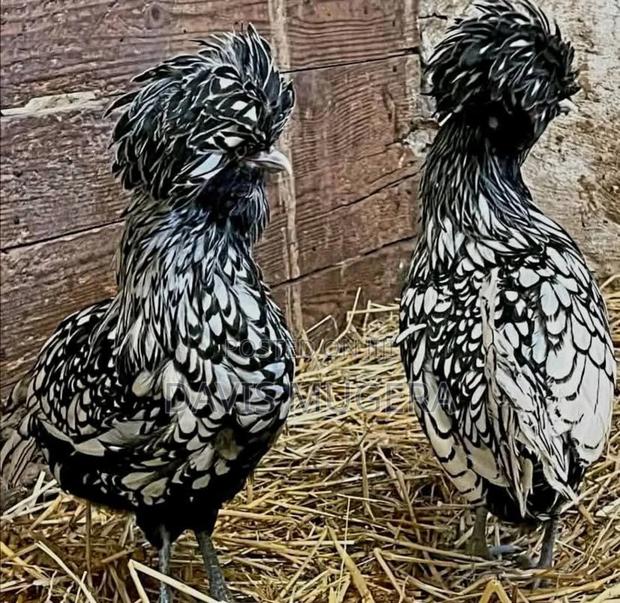 Silver Laced Polish Chicken Fertilized Eggs for Hatching - main view