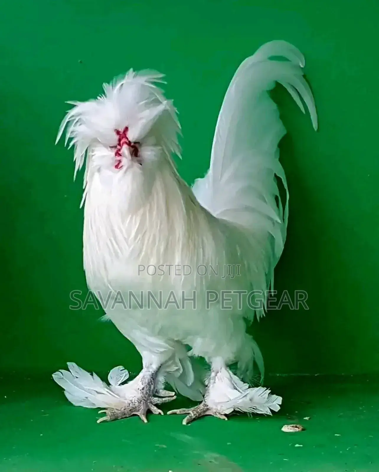 Silver Laced Polish Chicken Fertilized Eggs for Hatching