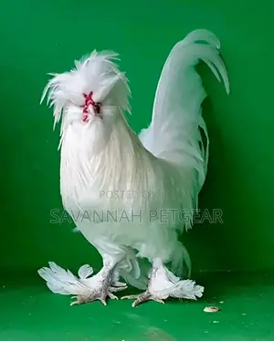 Silver Laced Polish Chicken Fertilized Eggs for Hatching
