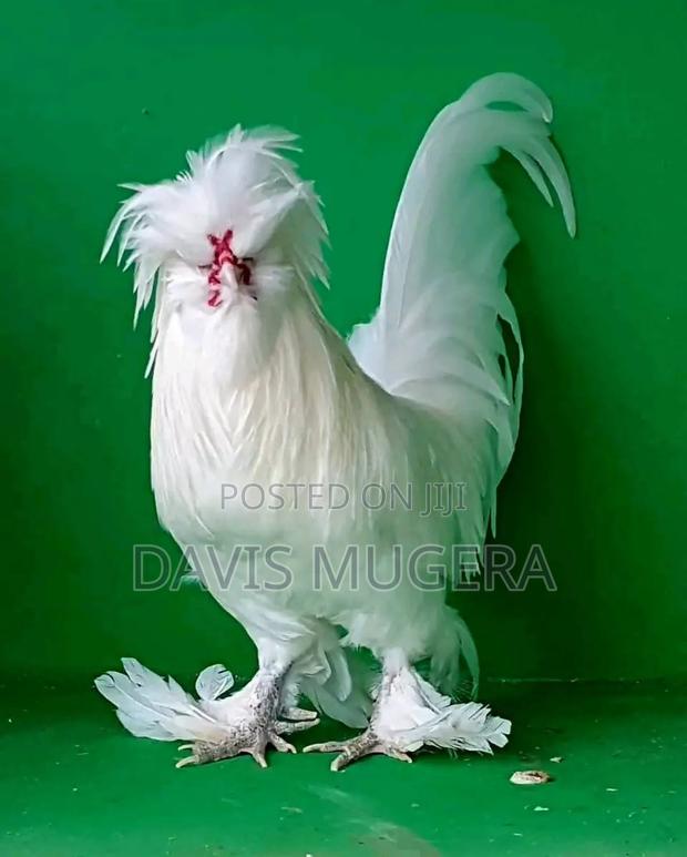 Silver Laced Polish Chicken Fertilized Eggs for Hatching - thumbnail 3