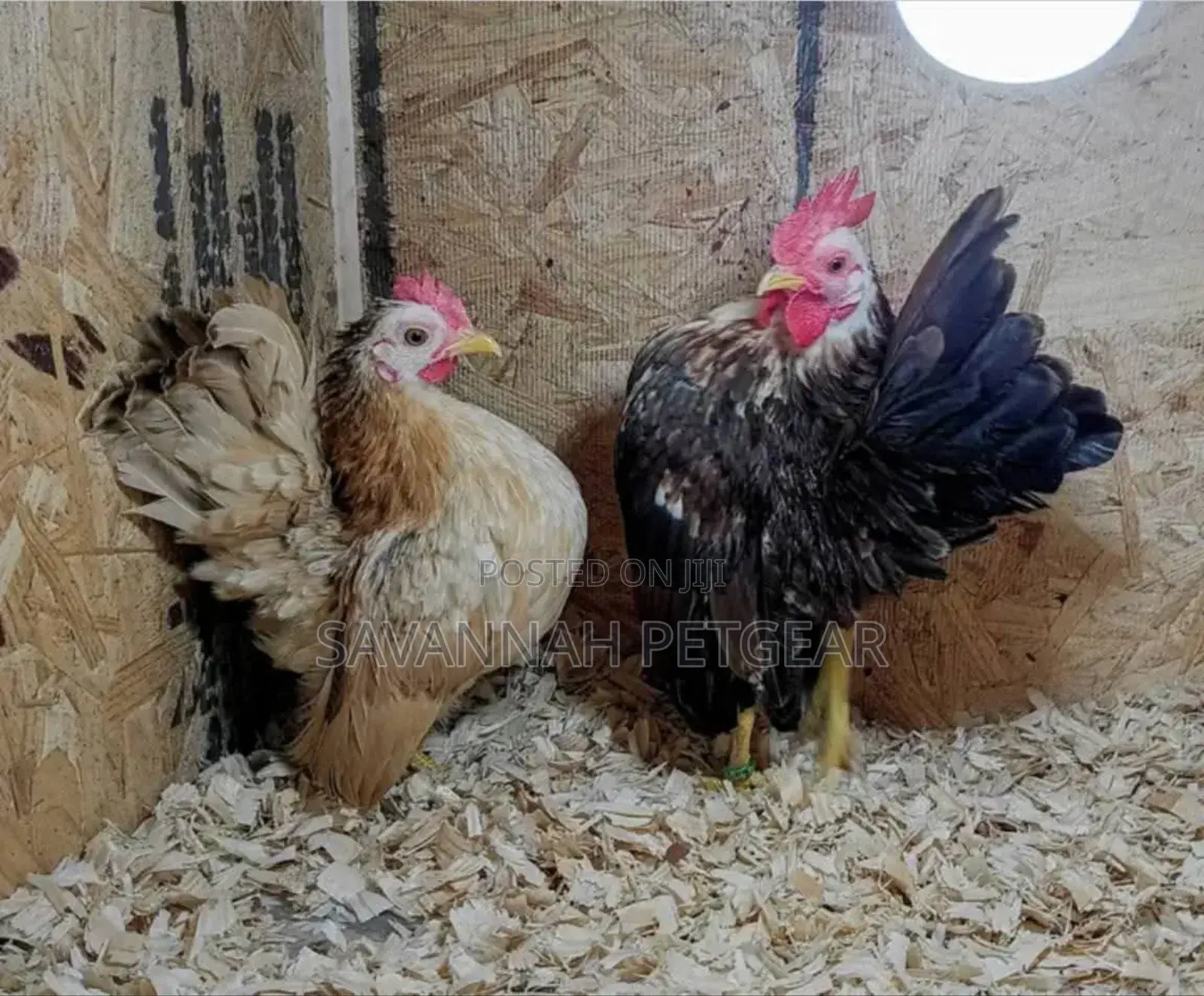 Serama Chicken Fertilized Eggs for Hatching