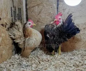 Serama Chicken Fertilized Eggs for Hatching