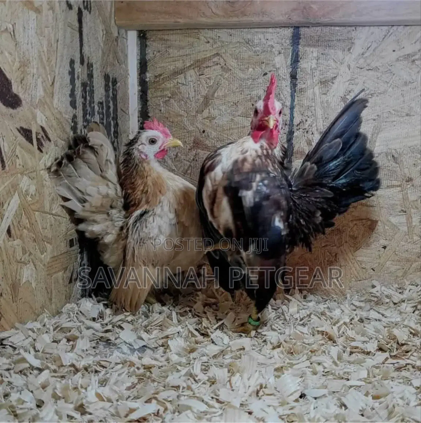 Serama Chicken Fertilized Eggs for Hatching