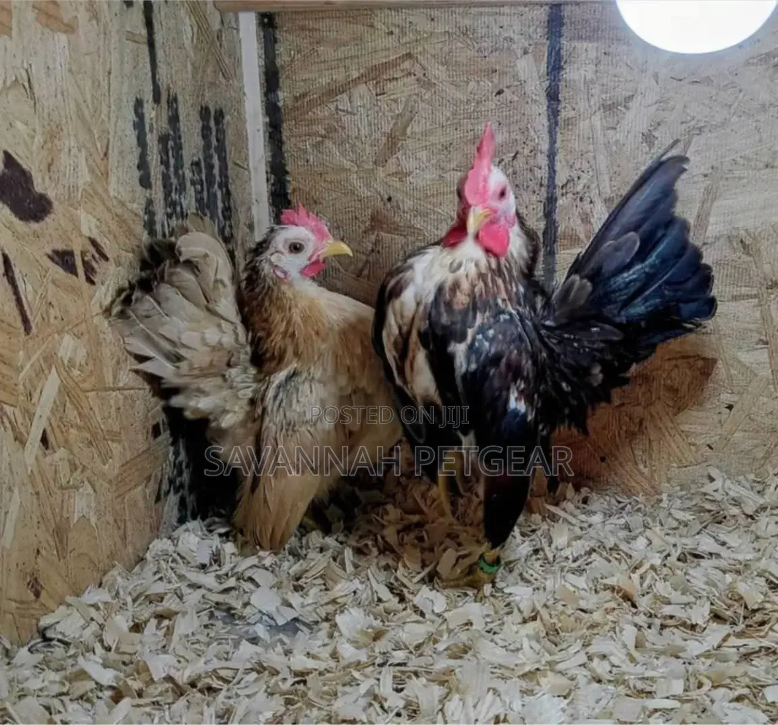 Serama Chicken Fertilized Eggs for Hatching