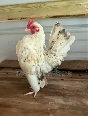 Serama Chicken Fertilized Eggs for Hatching