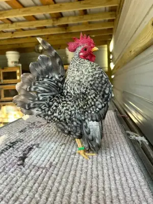 Serama Chicken Fertilized Eggs for Hatching