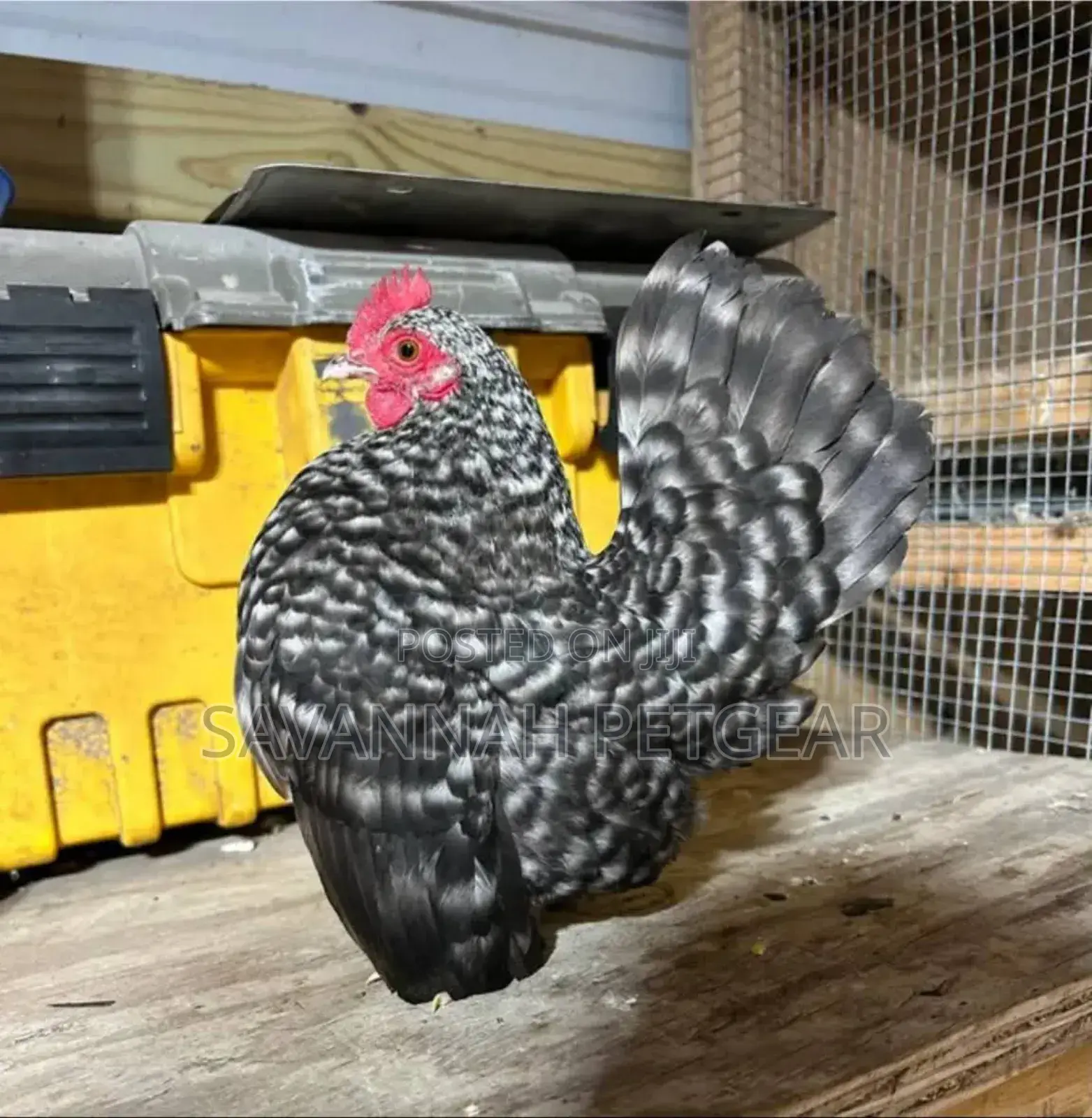 Serama Chicken Fertilized Eggs for Hatching