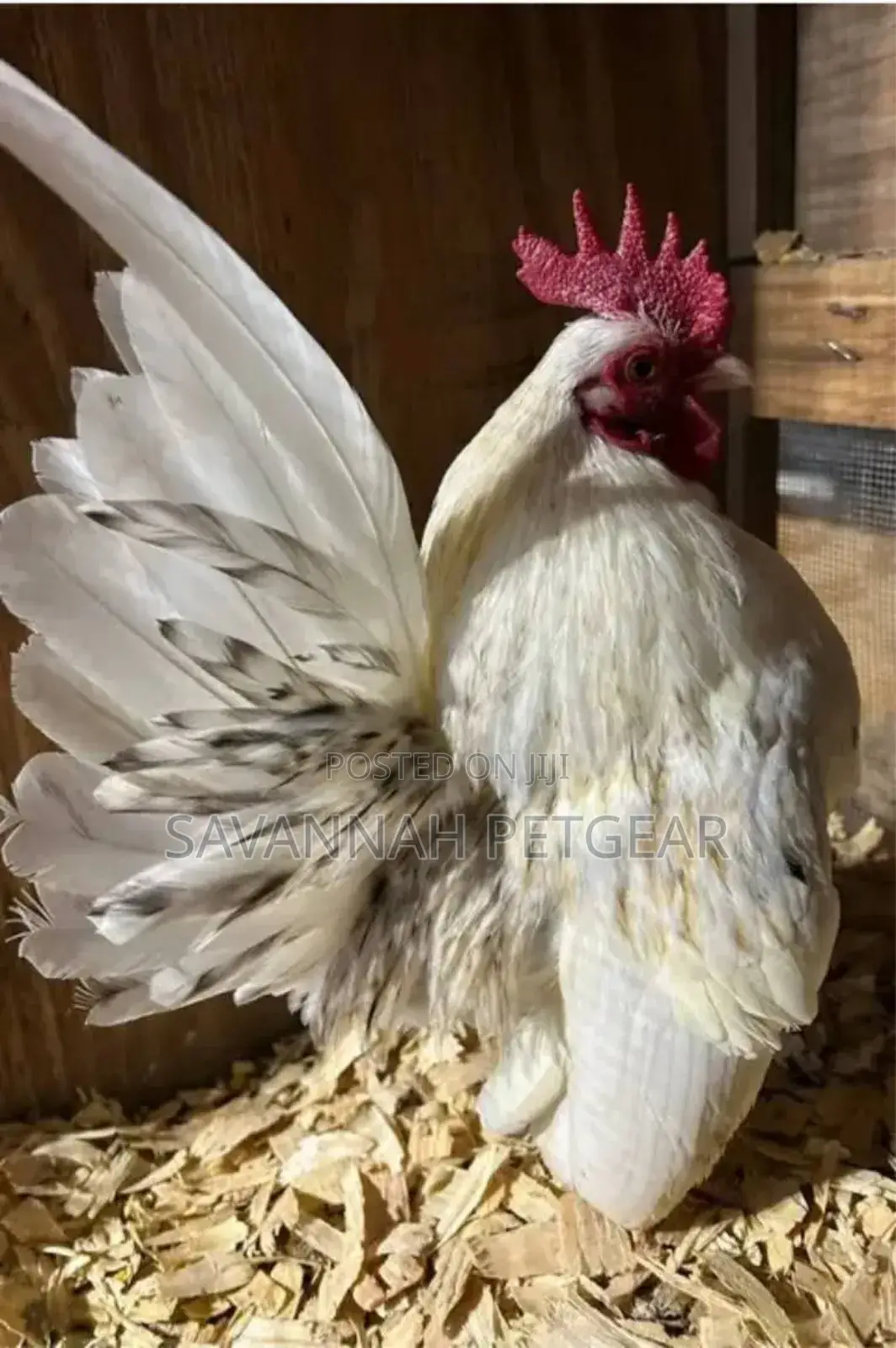 Serama Chicken Fertilized Eggs for Hatching