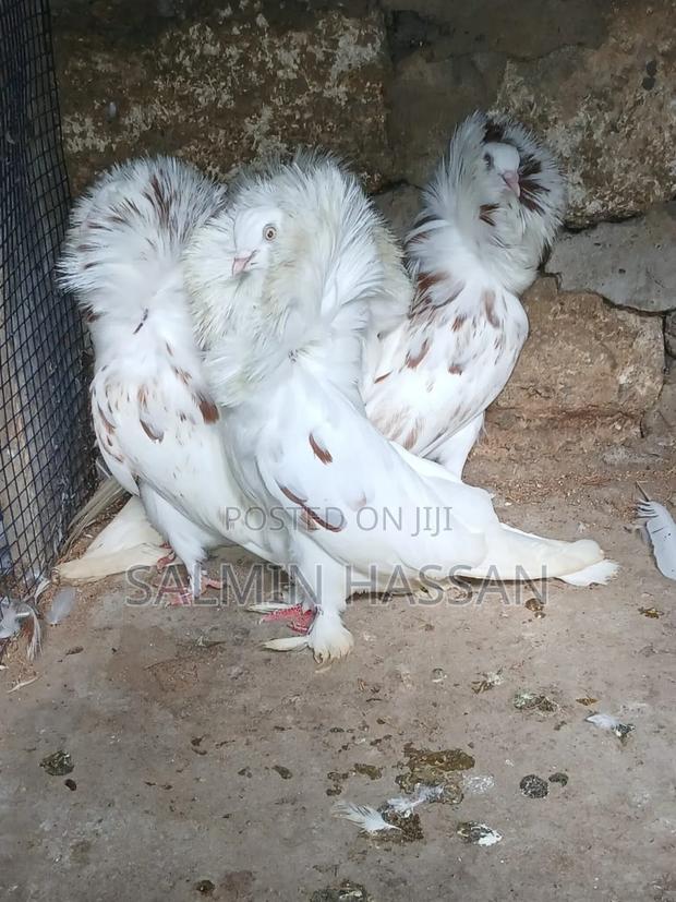 Mix Jacobin Capuchin - main view