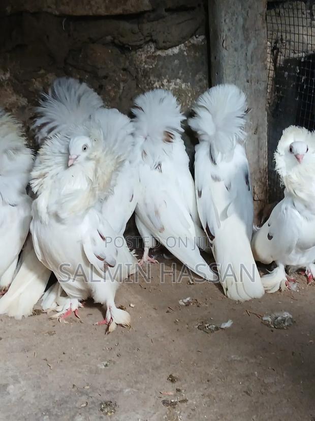 Mix Jacobin Capuchin - thumbnail 3