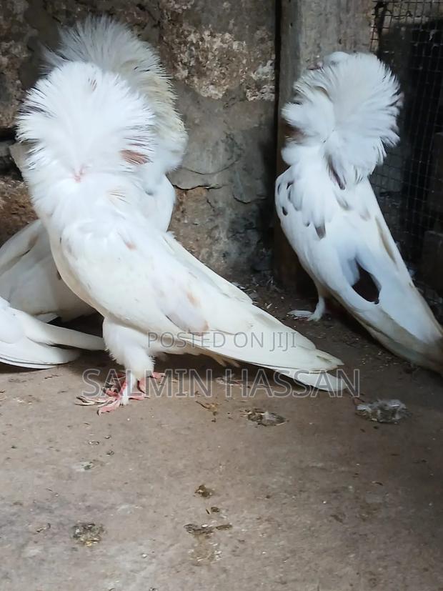 Mix Jacobin Capuchin - thumbnail 4