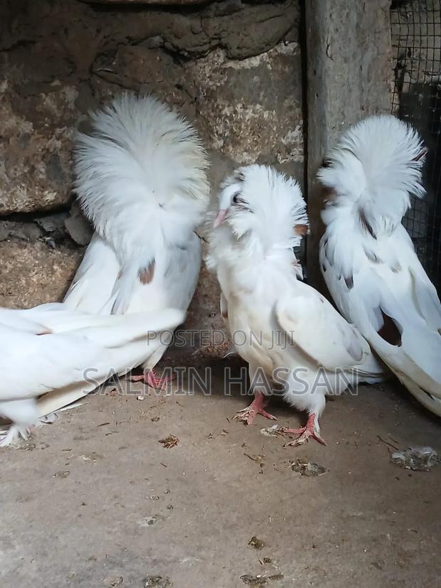 Mix Jacobin Capuchin - thumbnail 5