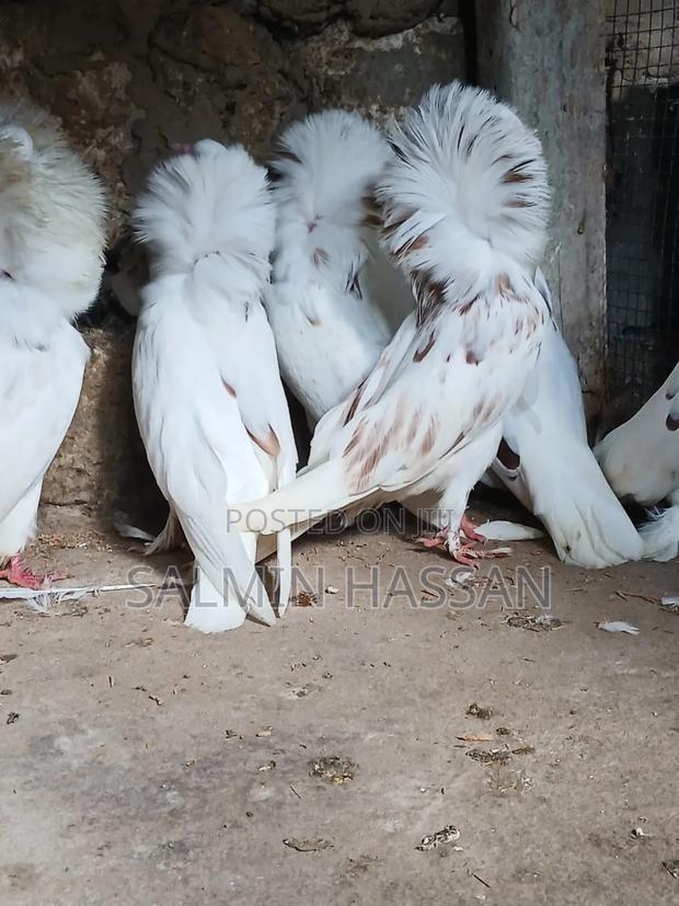 Mix Jacobin Capuchin - thumbnail 6