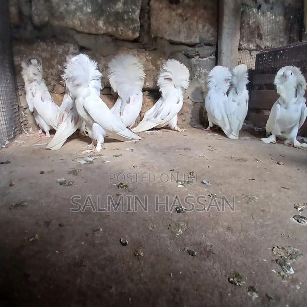 Mix Jacobin Capuchin - thumbnail 7