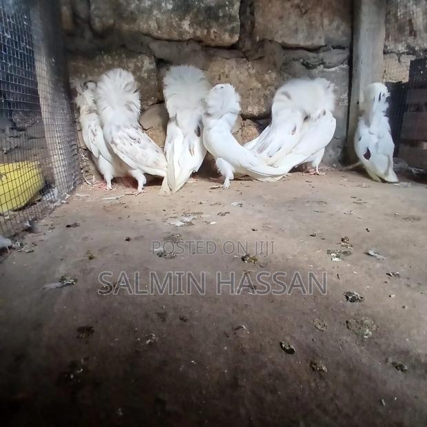 Mix Jacobin Capuchin - thumbnail 8