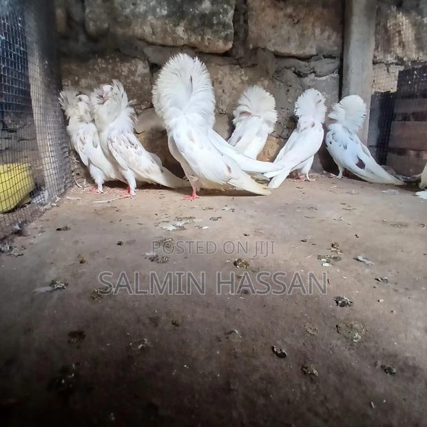 Mix Jacobin Capuchin - thumbnail 9