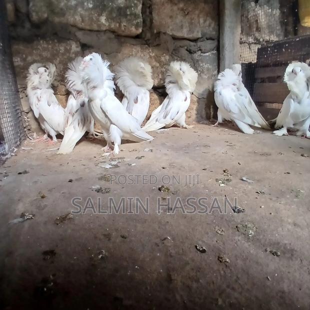 Mix Jacobin Capuchin - thumbnail 10