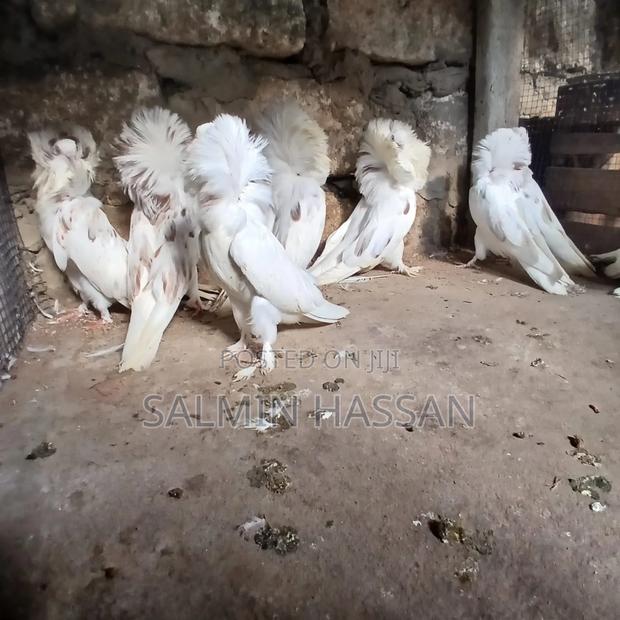 Mix Jacobin Capuchin - thumbnail 11