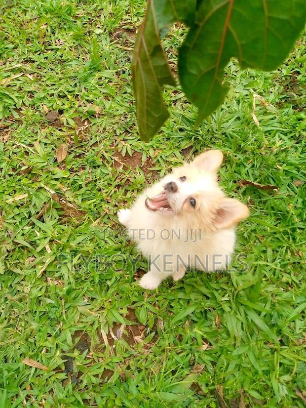 1-3 months Female Purebred Japanese Spitz - main view