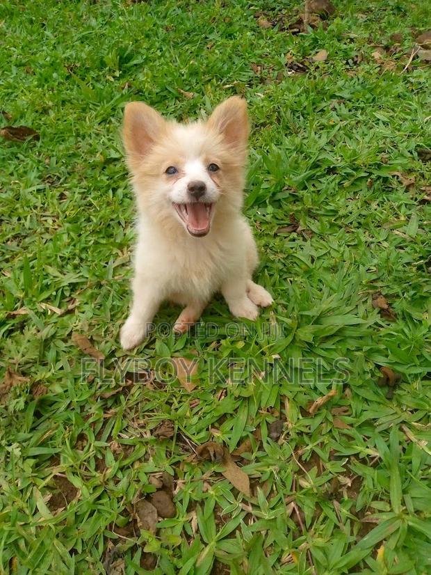 1-3 months Female Purebred Japanese Spitz - thumbnail 2