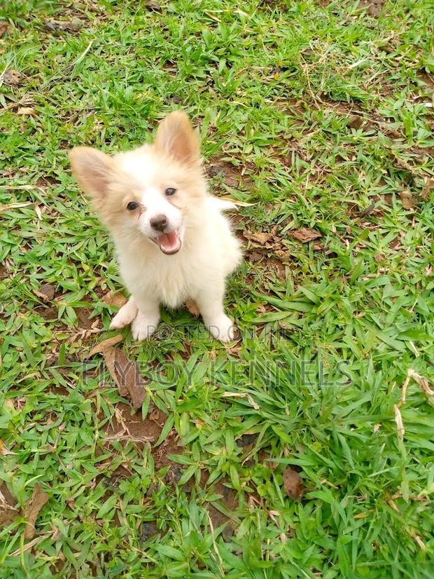 1-3 months Female Purebred Japanese Spitz - thumbnail 3