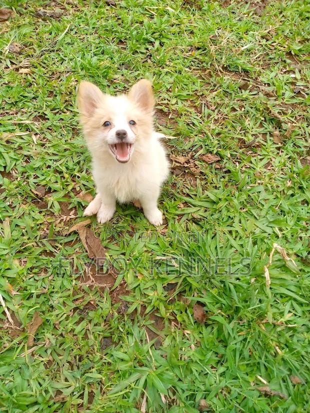 1-3 months Female Purebred Japanese Spitz - thumbnail 4