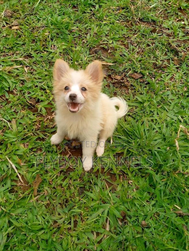 1-3 months Female Purebred Japanese Spitz - thumbnail 5