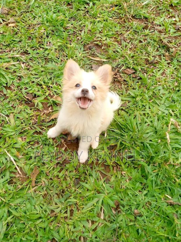 1-3 months Female Purebred Japanese Spitz - thumbnail 6