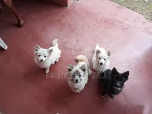 1-3 months Male Mixed Breed Japanese Spitz