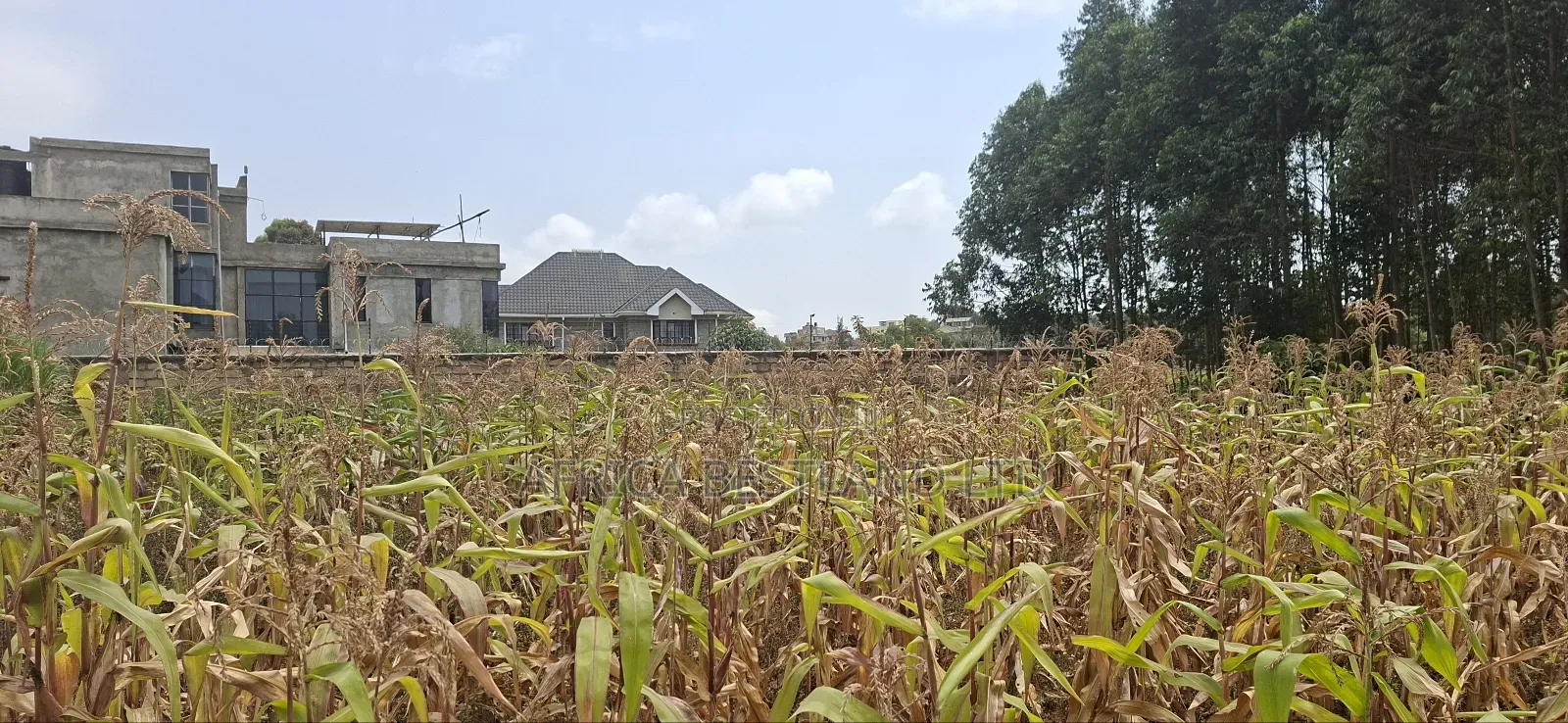 100x100 Available Plot for Sale in Kikuyu Lusigetti Kiambu County