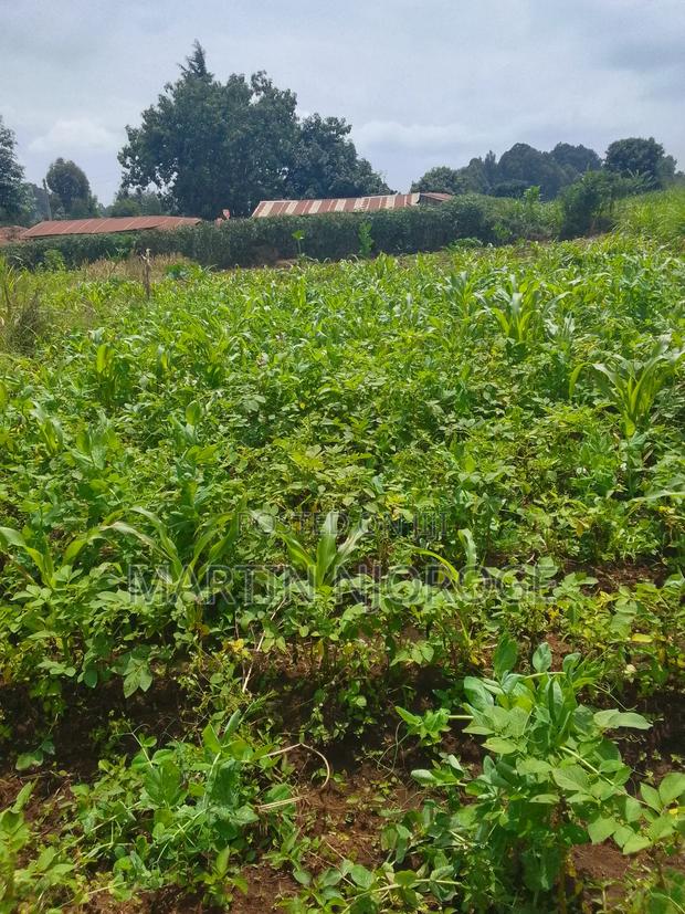 50 by 100 Rukuma, - main view