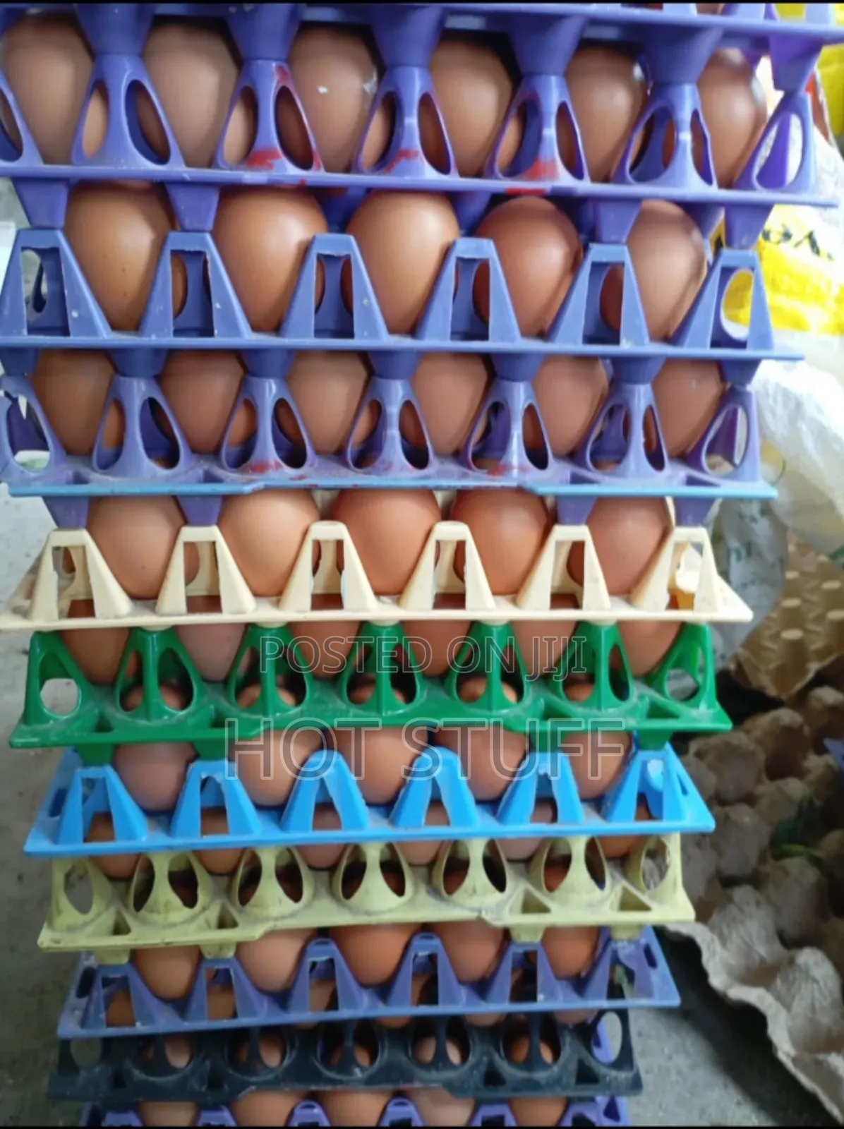 Eggs Available in Wholesale