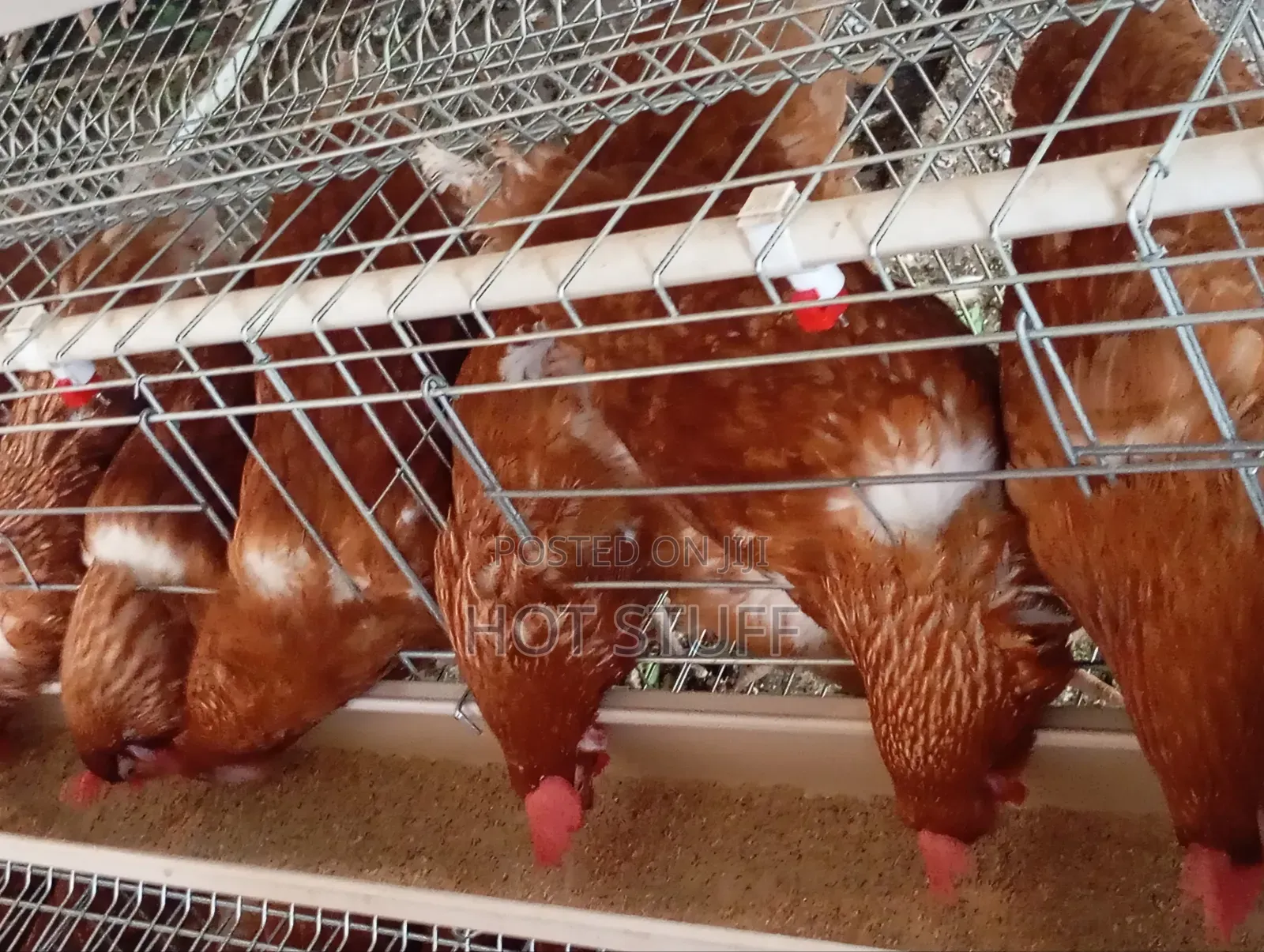 Eggs Available in Wholesale
