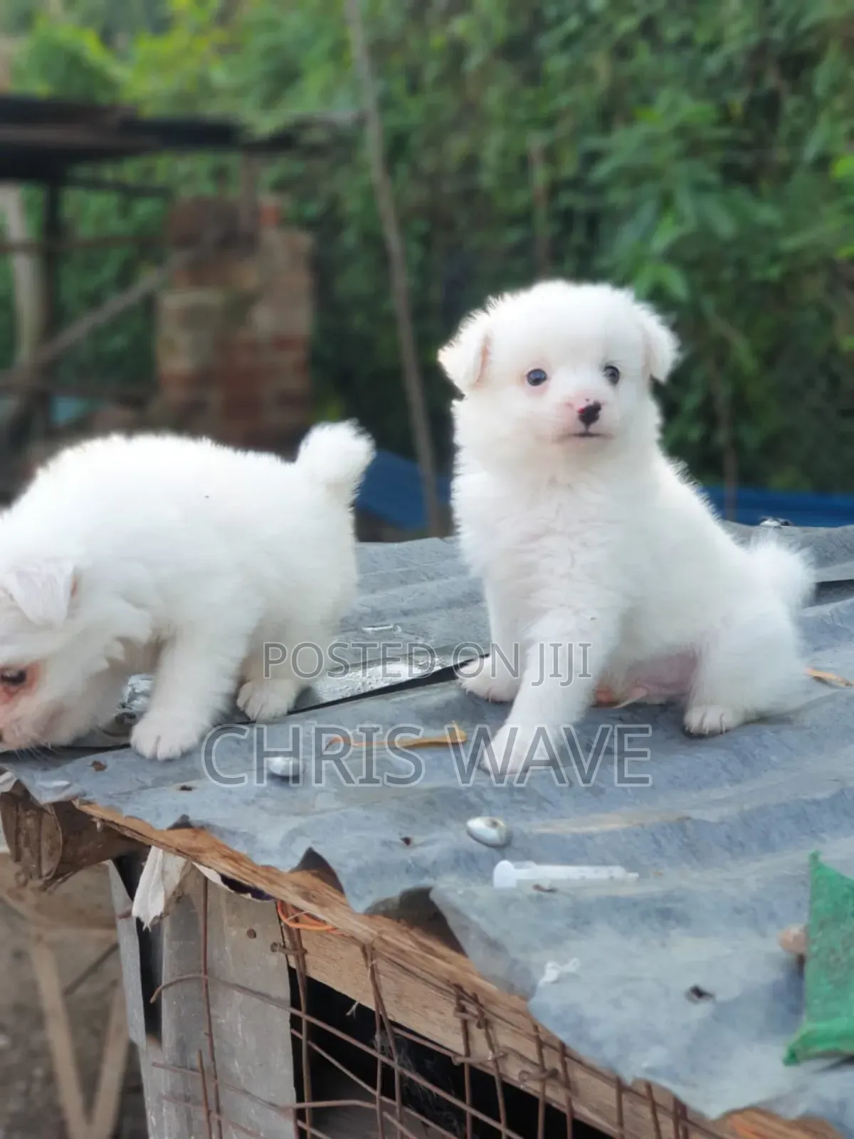 Male Purebred Japanese Spitz
