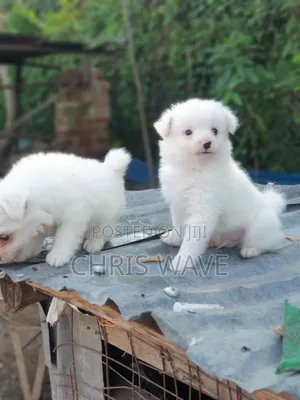 Male Purebred Japanese Spitz