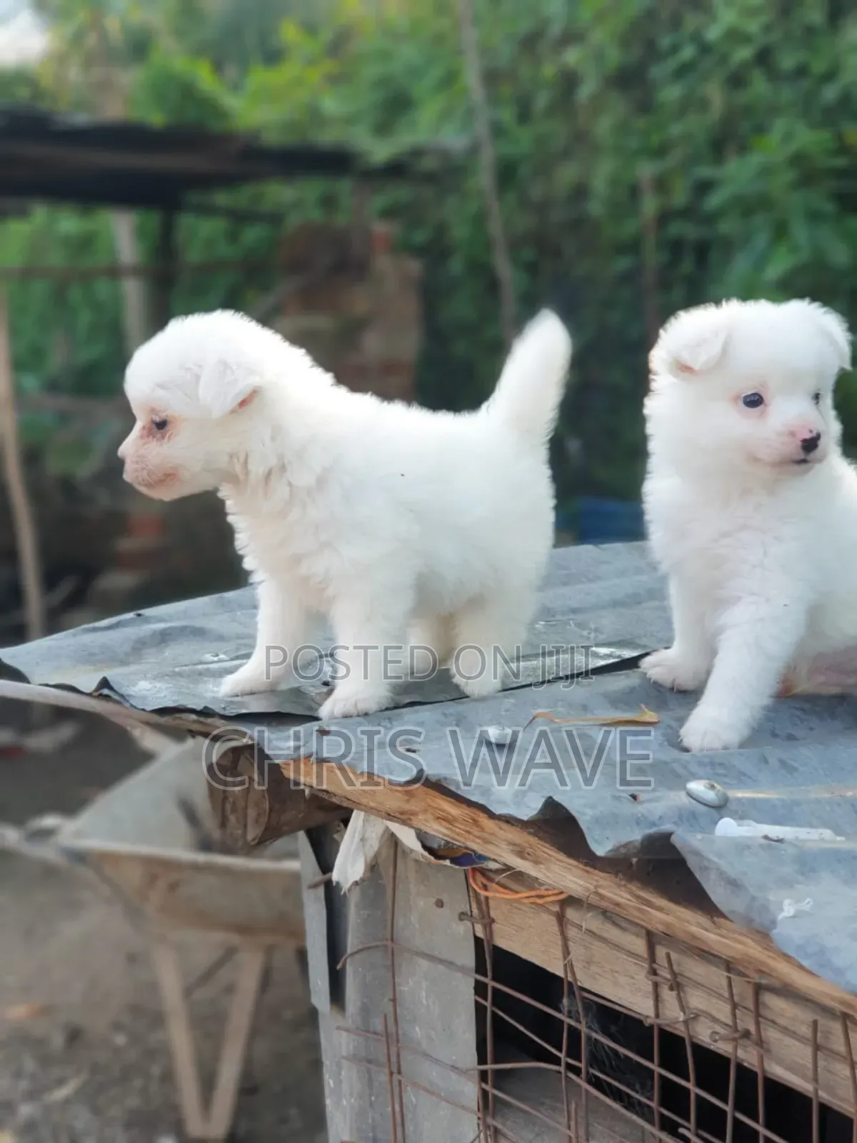 Male Purebred Japanese Spitz