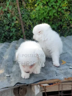 Male Purebred Japanese Spitz