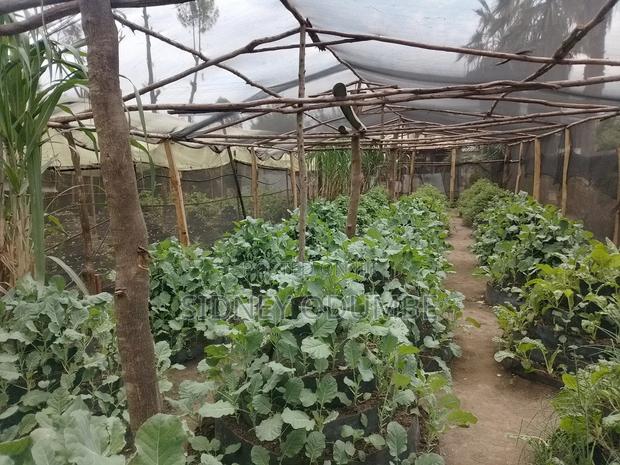 Fresh Green Vegetables - main view