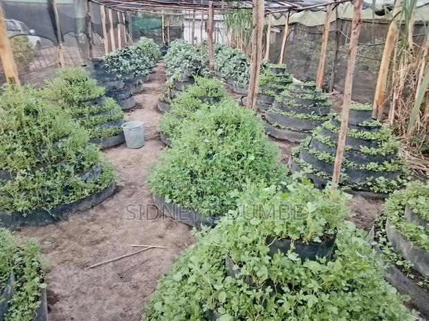 Fresh Green Vegetables - thumbnail 2