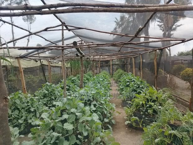 Fresh Green Vegetables - thumbnail 3