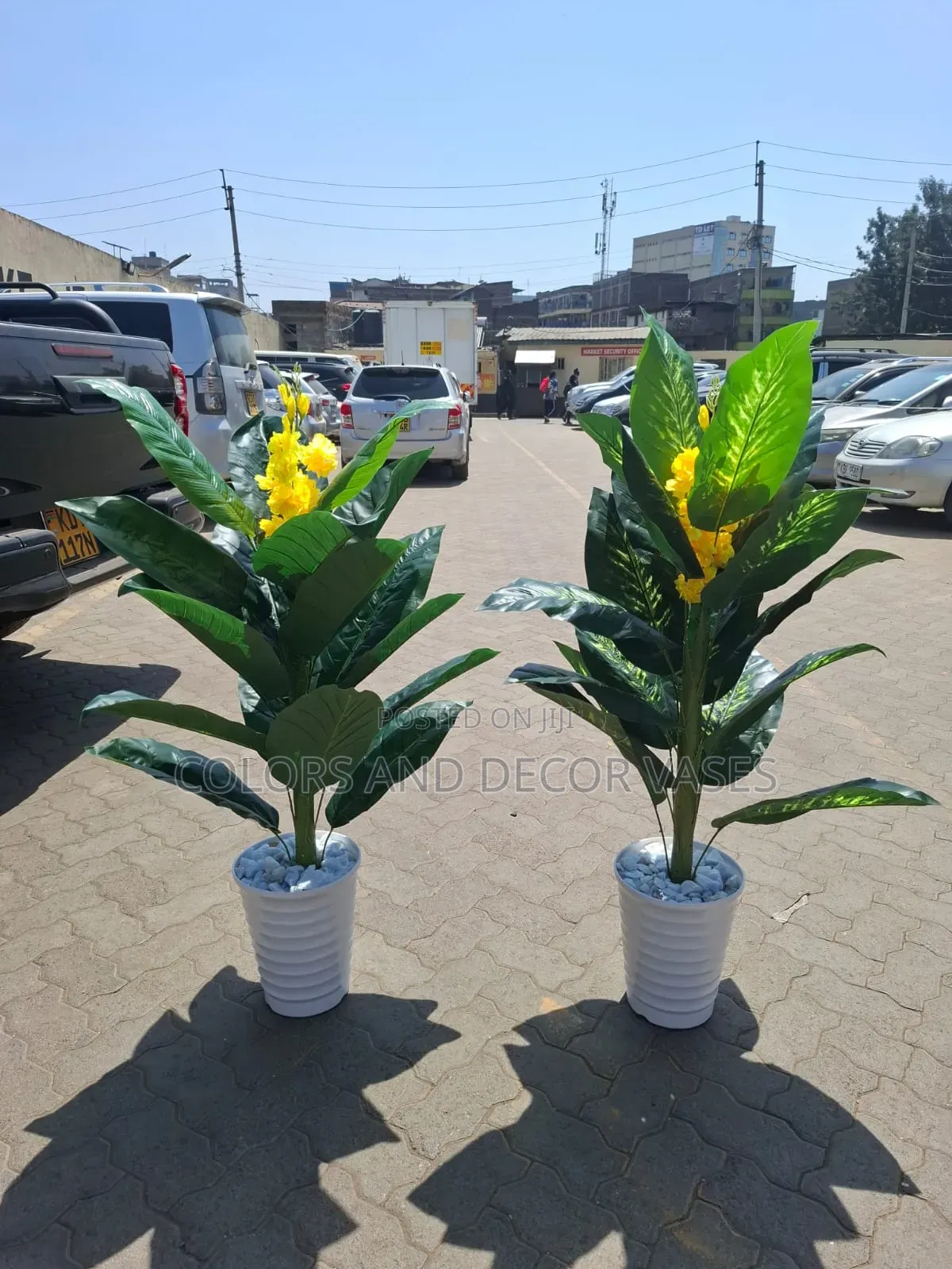 Yellow Flowered Big Plant on Offer