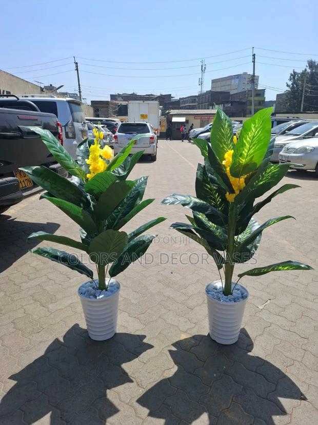 Yellow Flowered Big Plant on Offer