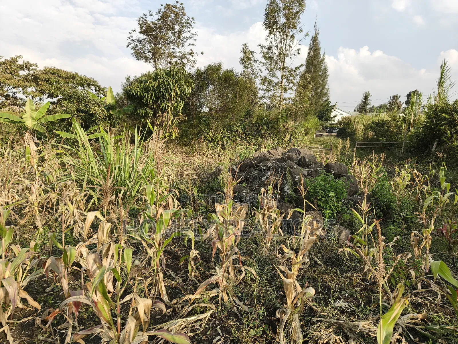 Eighth Acre Plot for Sale in Ngong, Olkeri 50 Meters From Tarmac