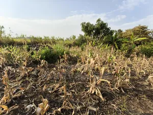 Eighth Acre Plot for Sale in Ngong, Olkeri 50 Meters From Tarmac