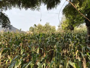 Residential Eighth Acre Plot in Ngong, Olkeri 250 Meters From Tarmac