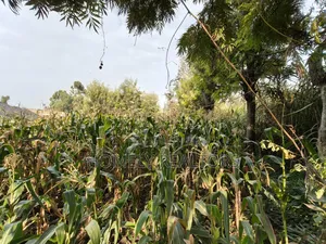 Residential Eighth Acre Plot in Ngong, Olkeri 250 Meters From Tarmac
