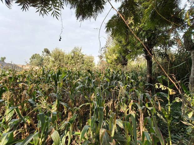 Residential Eighth Acre Plot in Ngong, Olkeri 250 Meters From Tarmac - thumbnail 2