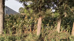 Residential Eighth Acre Plot in Ngong, Olkeri 250 Meters From Tarmac