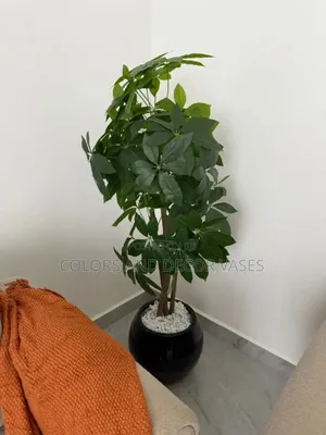 Mango Plant in Fibre Glass Happy Client